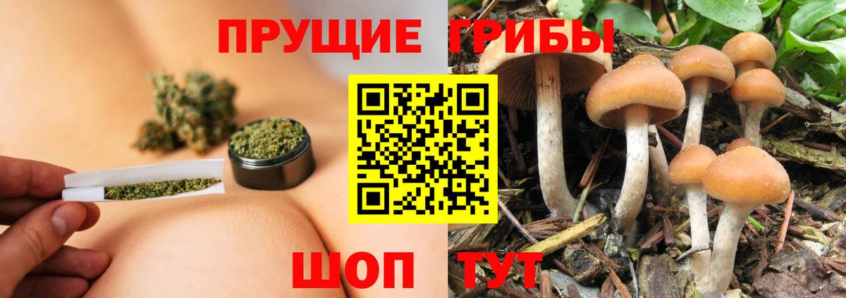 Галлюциногенные грибы Psilocybe  купить наркоту  Вход с VPN  Тихорецк  Галлюциногенные грибы GOLDEN TEACHER 